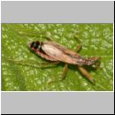 Nabis rugosus - Sichelwanze 02 Deister.jpg